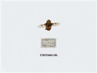 藏品(雙翅目)的圖片